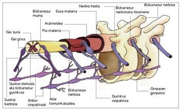 1. Irudia: Bizkarrezur muina, meningeek estalia.<br><br>339